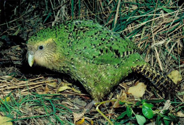 4. kakapo